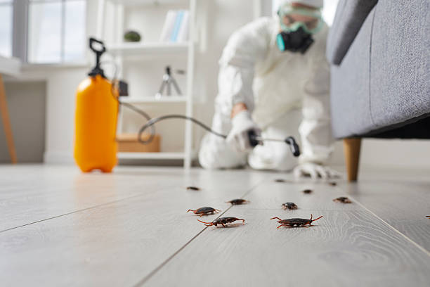 Commercial Kitchen Cockroach Control in Palmer
